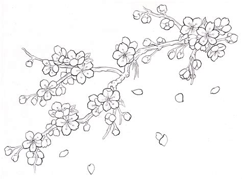 Cherry Blossom Branch Drawing at GetDrawings | Free download