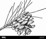 Pinon Tree Coloring Pages sketch template
