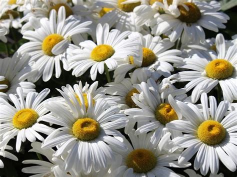 Shasta Daisy Flowers: Information On How To Grow Shasta Daisy