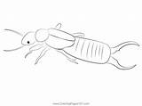 Earwig Black Coloring Page  Pages For Kids Color sketch template