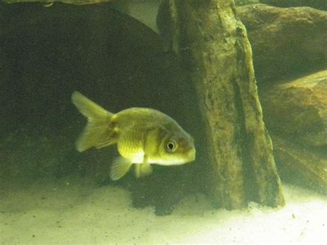 Photo #6 - Ranchu! Very Hard To Find In My Area!! In Fact In...