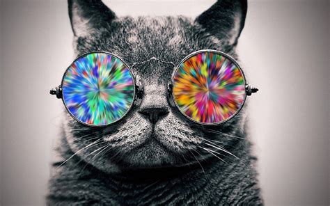 Glasses Cat Galaxy Wallpapers - Top Những Hình Ảnh Đẹp