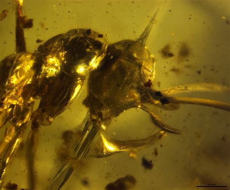 Ancient ‘hell ant’ with metal horns & trap jaw found inside amber (PHOTOS) — RT World News