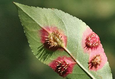 Cedar Apple Rust Treatment & Control | Planet Natural