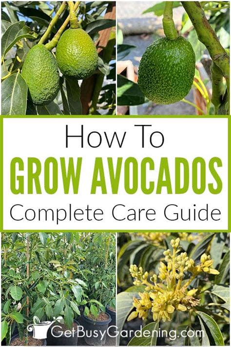 Avocado Tree Care & Complete Growing Guide