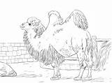 Domesticated Bactrian Camel coloring Page  ColouringPages sketch template