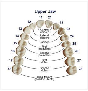 dental assistant study guide free - Google Search