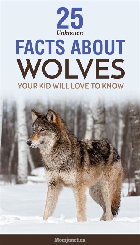 25 Unknown Wolf Facts And Information For Kids