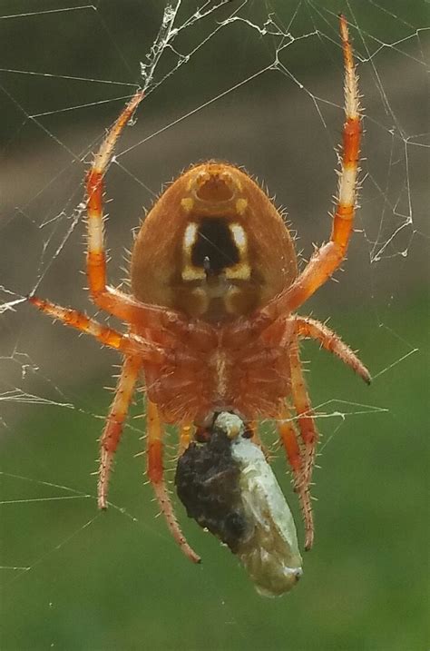 An orange Missouri Marbled Orb Weaver : r/spiders