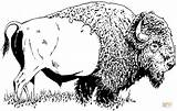 Bison American buffalo coloring Page  Free Printable Coloring Pages sketch template