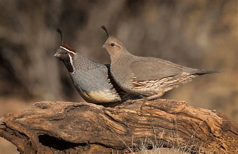 Gambel’s Quail Pair