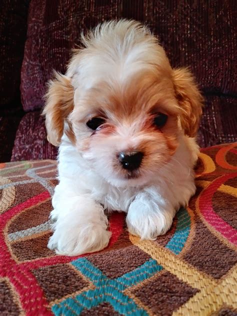Shih-Poo Puppies For Sale | Chuckey, TN #278243 | Petzlover