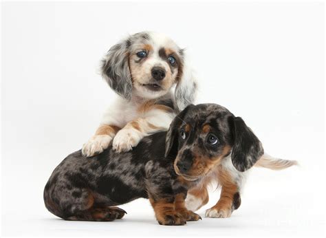 Merle Dachshund Pups by Mark Taylor