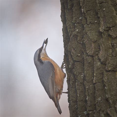 Eurasian nuthatch | Eurasian nuthatch (Sitta europaea caesia… | Flickr