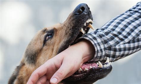 Perché il mio cane mi morde?