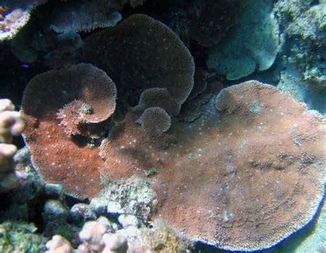 Montipora Coral: Purple - Central Pacific, Size 5.25 - 6.25 inches For Sale (Montipora sp.). TOP ...