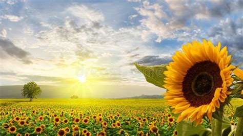 Sunflower Field Sunrise Wallpaper