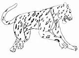 Simple Jaguar Drawing At PaintingValleycom  Explore Collection Of sketch template