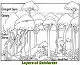 Rainforest Biome Trees Science Projects For Kids Resource  sketch template
