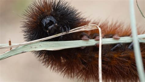 Woolly caterpillars can't predict winter and 10 other facts you didn't know