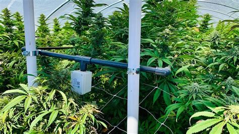 Growing Cannabis Using CO2 - DripWorks