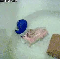 Best Of Week Swimming GIF by Cheezburger - Find & Share on GIPHY