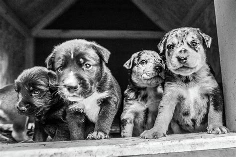 Cutest Terrier Lab Husky Mix Puppies Playing In Dog House Photograph by Alex Grichenko - Pixels