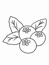 Blueberry Coloring Page Printable Sketch sketch template