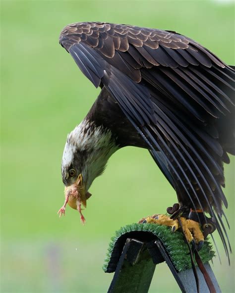 Free Images : wing, wildlife, beak, predator, hawk, fauna, raptor, majestic, bird of prey, bald ...