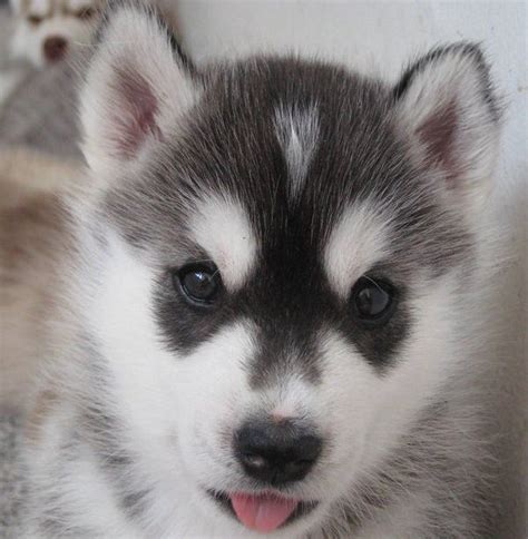 Alaskan Husky Puppy | Husky Pictures | Pinterest | Beautiful, Puppys ...