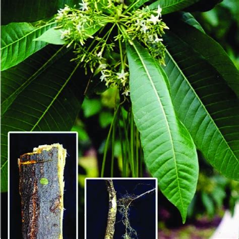 (PDF) Alstonia scholaris (L.) R. Br. and Alstonia macrophylla Wall. ex G. Don: A Comparative ...