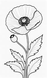 Premium AI Image  Poppy flower coloring Page For Kids sketch template
