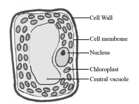 Draw three types of cells (Cheek cell, Red blood cell, Elodea). Make sure that you have also ...