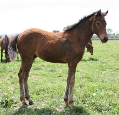 Feed 'Em Right: Proper Nutrition For Weanling Thoroughbreds - Paulick Report | Shining Light on ...