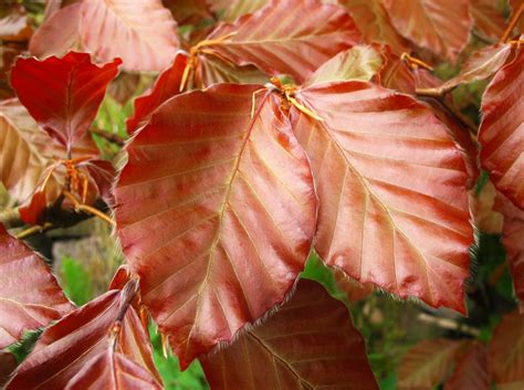 Copper Beech leaves | (136/365) Copper Beech sapling growing… | Flickr