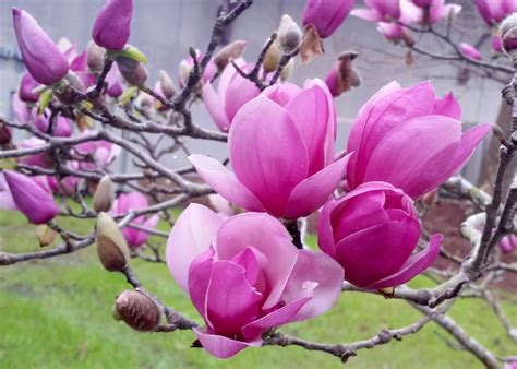 How To Grow Magnolia Ann - Magnolia Growing Tips - How To Home ...