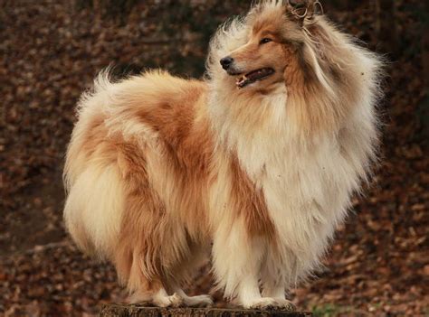 The Keeshond: Meet The Ancient Dutch Barge Dog of Your Dreams - K9 Web