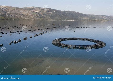 Mussels farming stock photo. Image of nature, european - 10854670