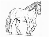 Clydesdale Horse Art For Coloring  Page sketch template