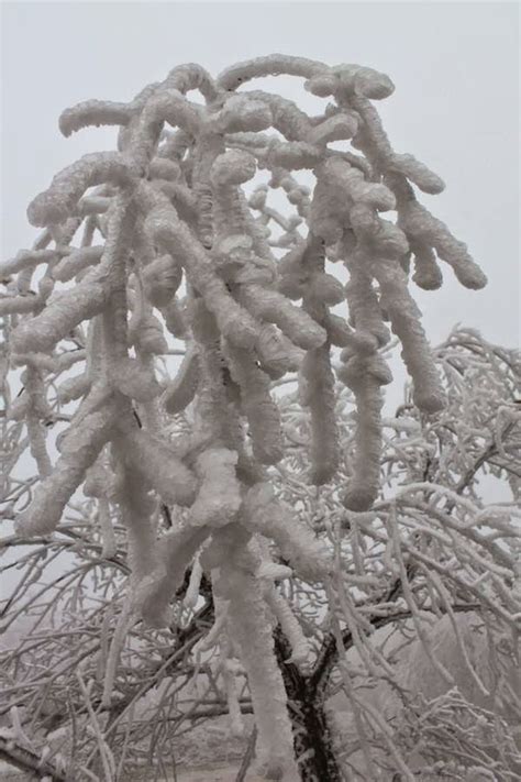 Freezing Fog Blankets Forest and Creates Surreal Frozen Landscape - Snow Addiction - News about ...