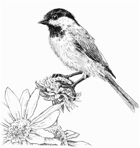 Simple Pen And Ink Bird Drawings - Popular Century