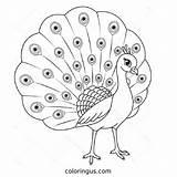 Peacock Coloring Pages Free Printable PDF sketch template