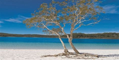 Lake McKenzie – Five Top Reasons To Visit - Drop Bear Adventures - Fraser Island Tours