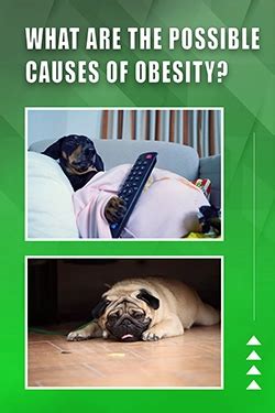 Most Asked Questions About CAUSES Of Obesity In Dogs