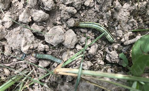 Control Options for Fall Armyworms - Alabama Cooperative Extension System