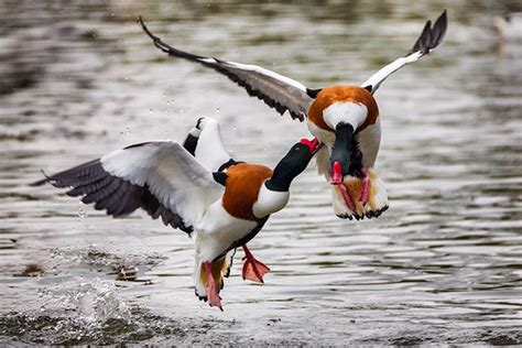 Shelduck | Bird Identification Guide | Bird Spot