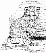 Baby cheetah coloring Page  Free Printable Coloring Pages sketch template