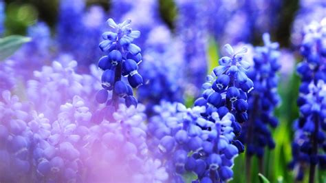 nature, Flowers, Blue, Macro, Closeup Wallpapers HD / Desktop and Mobile Backgrounds