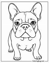 30 French Bulldog Coloring Pages Free Printable PDFs sketch template