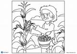 14 Free corn coloring Pages PDF  ESL Vault sketch template
